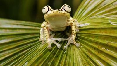 Gute Nachrichten vom Planeten: Wie kann jeder Tiere und Pflanzen schützen?