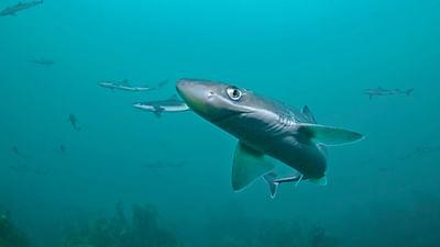 Haie eiskalt!: Jäger zwischen Nordsee und Grönland