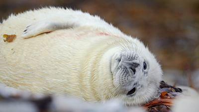 Im hohen Norden geboren: Die kurze Zeit der Jugend Im hohen Norden geboren: Die kurze Zeit der Jugend