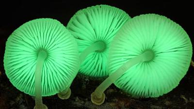 Im Königreich der Pilze