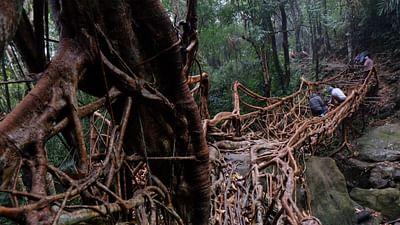 Indien: Die lebenden Brücken von Meghalaya: ARTE Reportage