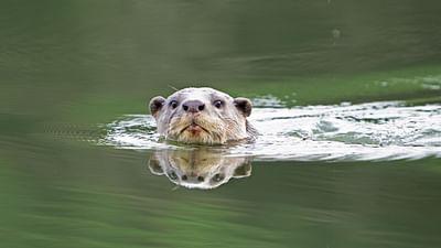 Indiens Otter: Leben am Fluss