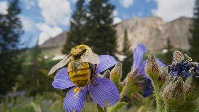 Insekten - Die heimlichen Herrscher: Unentbehrliche Winzlinge
