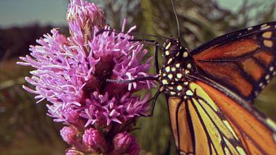 Insekten - Die heimlichen Herrscher: Eifrige Bestäuber