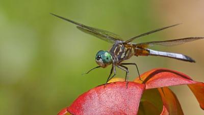 Insekten - Die heimlichen Herrscher: Gefürchtete Räuber