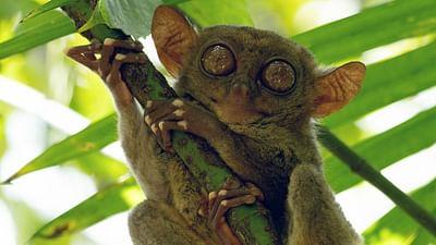 Inselwelt Philippinen: Schätze der Natur auf Bohol