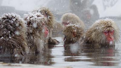 Japans Schneeaffen hautnah