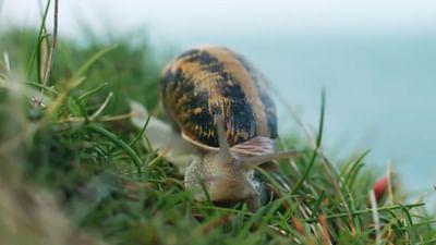 Jetset, die weite Reise einer Weinbergschnecke