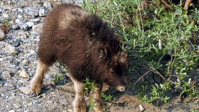 Kanadas Nationalparks: Ivvavik