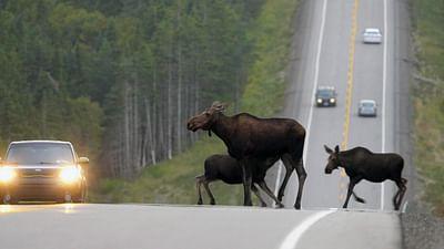Kanadas Nationalparks: Cape Breton Highlands
