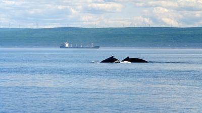 Kanadas Nationalparks: Saguenay-St. Lawrence