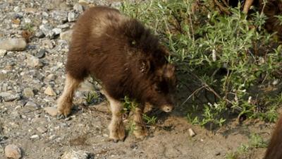 Kanadas Nationalparks: Ivvavik