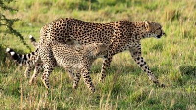 Kenia - Dem Regen hinterher (3/4): Erlösung