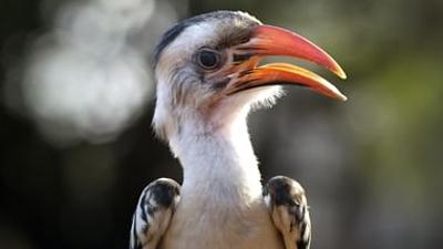 Kenia - Eine Oase im Sand: Kampf ums Überleben