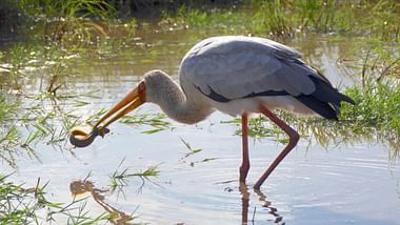 Kenia - Eine Oase im Sand: Leben im Überfluss