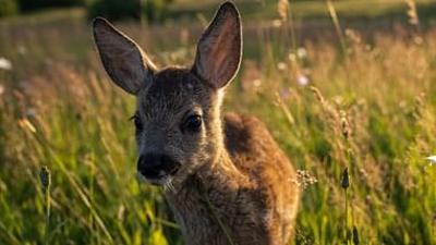Kinderstuben der Tiere