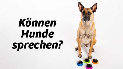 Können Hunde sprechen?