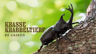 Krasse Krabbeltiere: Die Giganten