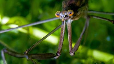 Krasse Krabbeltiere: Die Gefährlichen