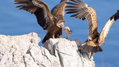 Kroatiens Küste: Endlos und wild