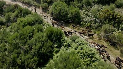 Kurz und gut: Der letzte Hirte von Sabugueiro