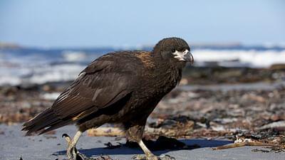 Legenden der Lüfte: Leben am Limit