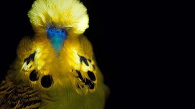 Leuchtende Natur: Fluoreszenz als Verführungsstrategie Leuchtende Natur: Fluoreszenz als Verführungsstrategie