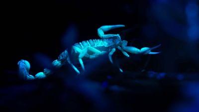 Leuchtende Natur: Fluoreszenz als Überlebensstrategie Leuchtende Natur: Fluoreszenz als Überlebensstrategie
