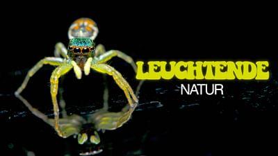 Leuchtende Natur: Fluoreszenz als Verführungsstrategie Leuchtende Natur: Fluoreszenz als Verführungsstrategie