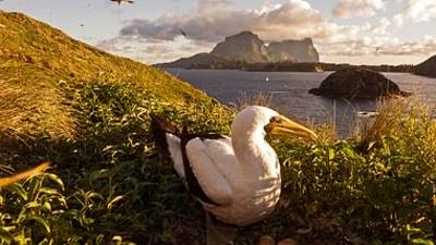 Lord Howe Island - Das gerettete Paradies