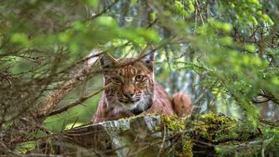 Luchs
