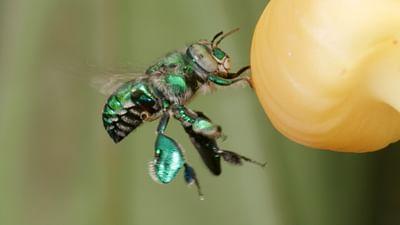 Luftakrobaten des Tierreichs: Beflügelnde Liebschaften