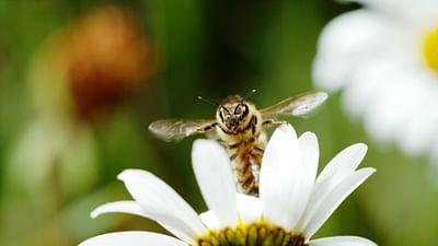 Luftakrobaten des Tierreichs: Verborgene Flugwege