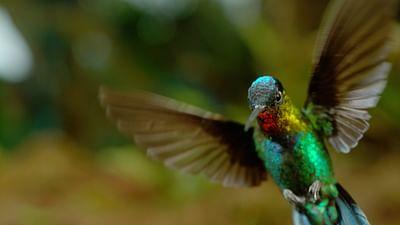 Luftakrobaten des Tierreichs: Waghalsige Flugmanöver