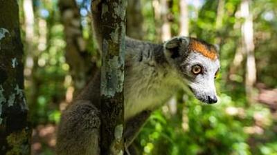 Madagaskar - Der achte Kontinent