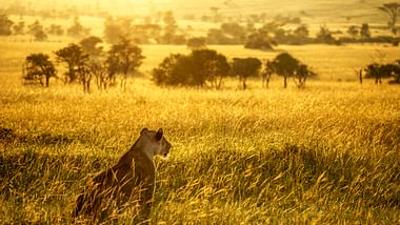 Masai Mara (2/2): Ruhe vor dem Sturm
