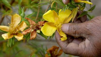 Medizin in fernen Ländern: La Réunion: Kreolische Kräuter