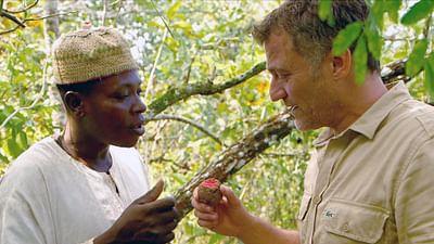 Medizin in fernen Ländern: Kamerun: Der schmerzlindernde Baum