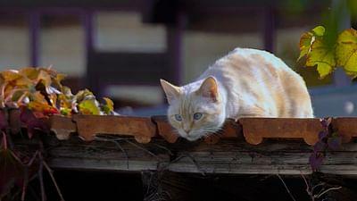 Meine wilden Nachbarn