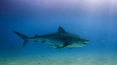 Meister der Jagd am Great Barrier Reef: Best-of