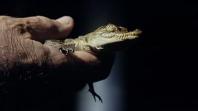 Meister der Jagd am Great Barrier Reef: Das Salzwasserkrokodil