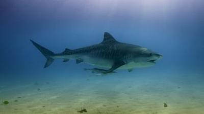 Meister der Jagd am Great Barrier Reef: Der Tigerhai