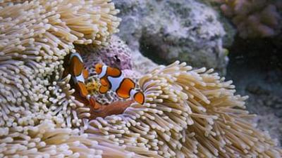 Meister der Jagd am Great Barrier Reef: Die Giftigen