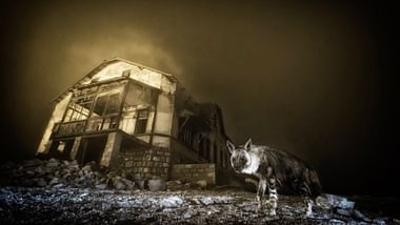 Mit offenen Augen: Hyäne im Mondschein: Die Geheimnisse der Tierfotografie