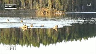 Mit offenen Augen: Schweden: Elche als TV-Stars