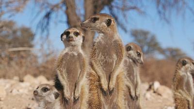 Mitbestimmung im Tierreich: Oben und unten