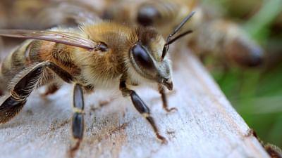 Mitbestimmung im Tierreich: Alle Macht geht vom Volk aus