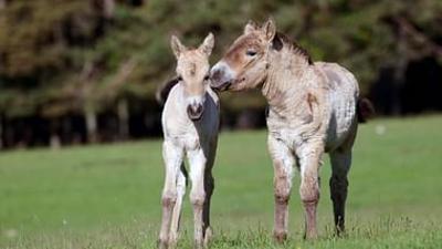 Mitbestimmung im Tierreich: Alle Macht geht vom Volk aus