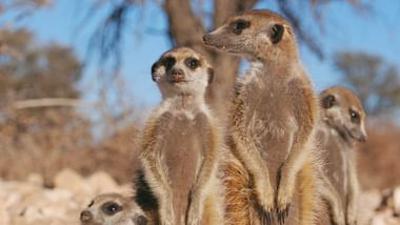 Mitbestimmung im Tierreich: Oben und Unten