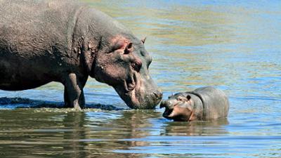 Namibias Naturwunder: Kleine Helden, große Jäger